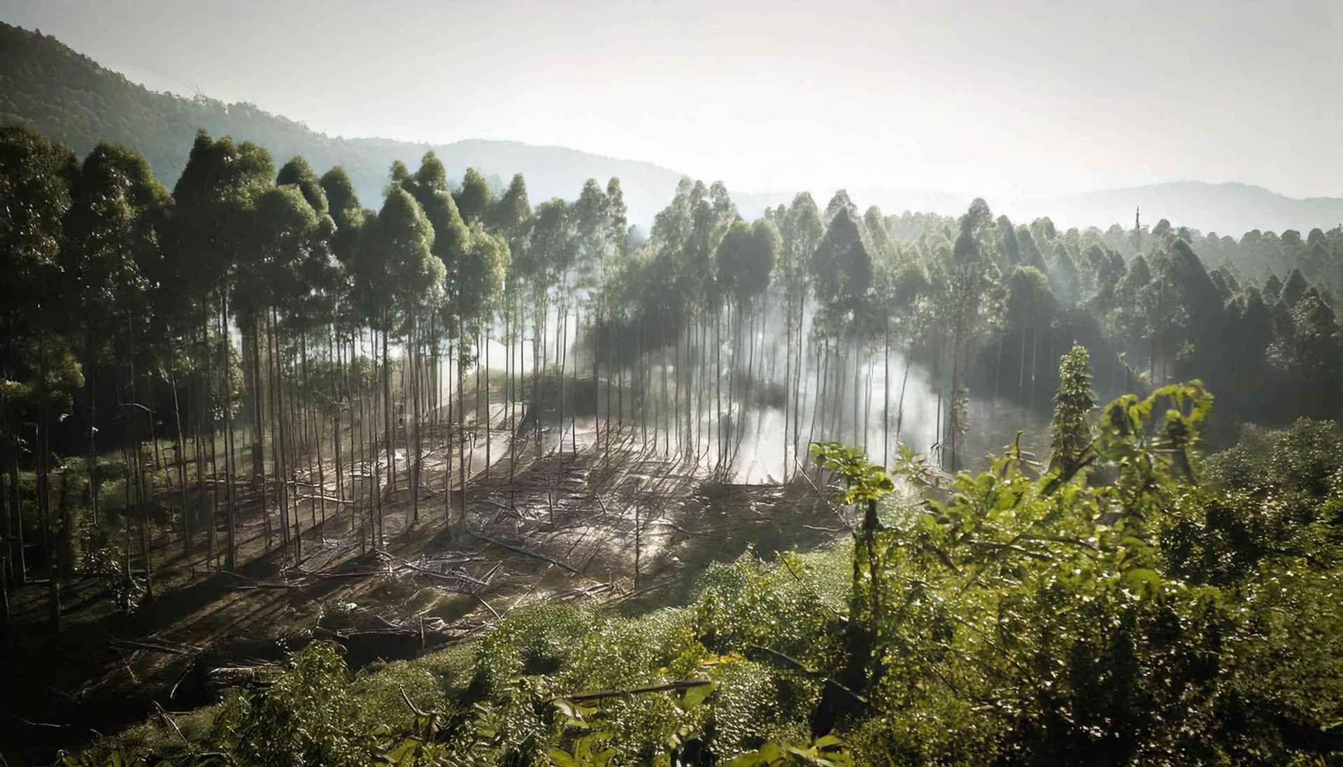 Health Issues from Deforestation