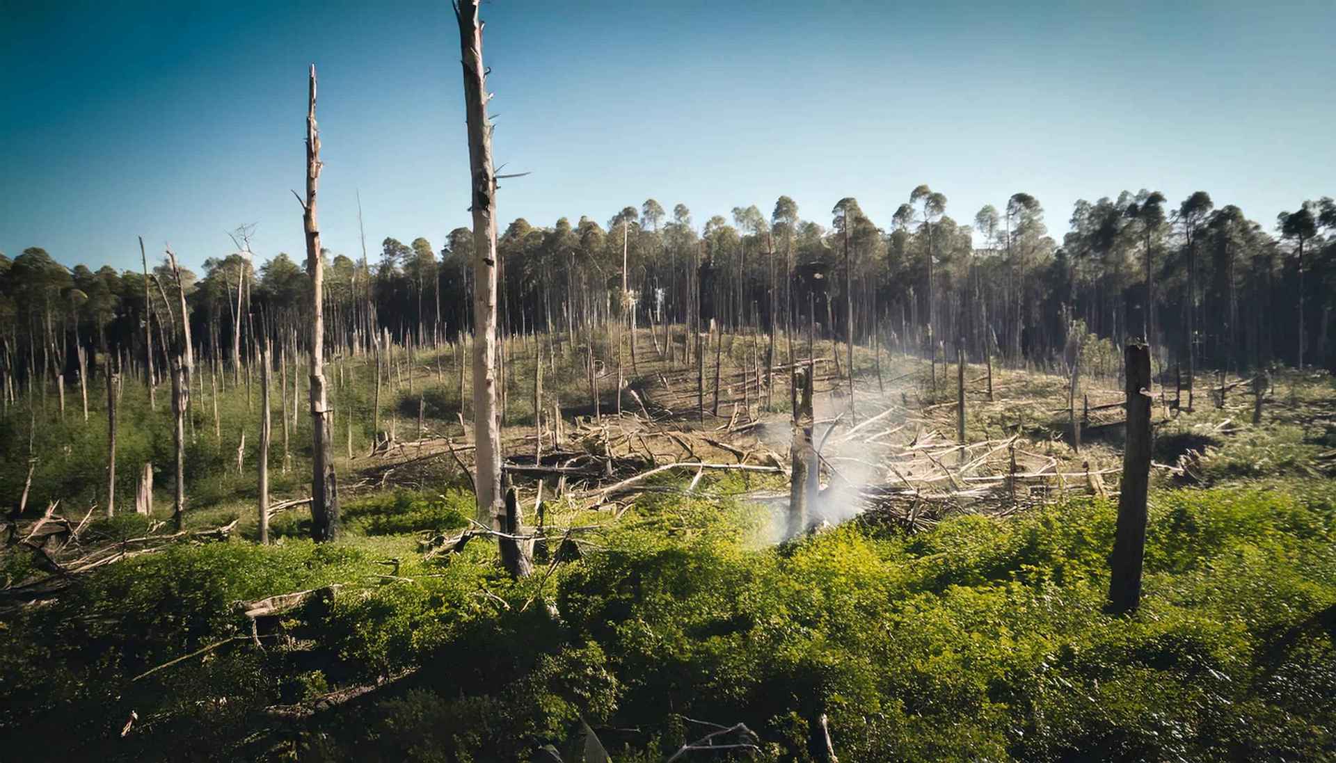 Health Issues from Deforestation